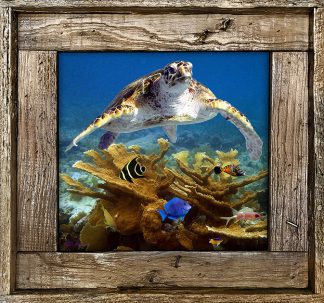 "Turtle And Small Fish"