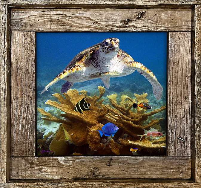 "Turtle And Small Fish"