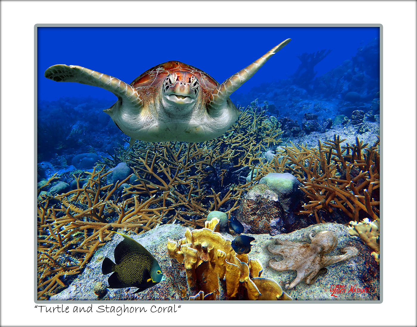 "Turtle And Staghorn"