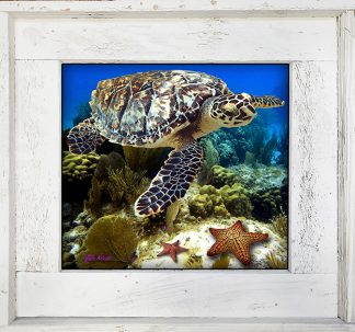 "Turtle And Starfish"