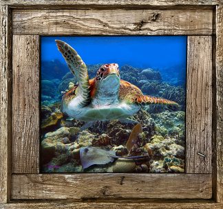 "Turtle And Stingray"