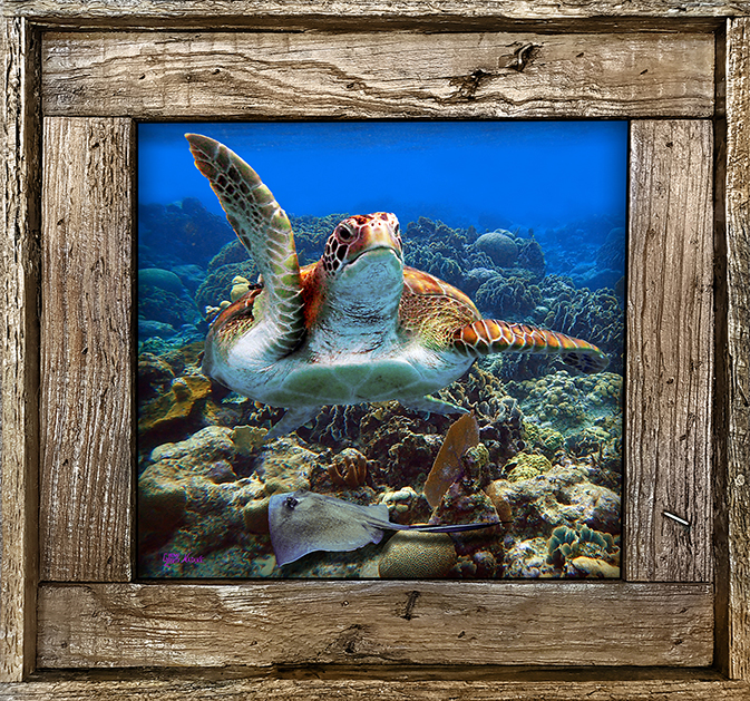 "Turtle And Stingray"