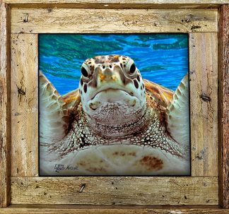 "Turtle At The Surface"