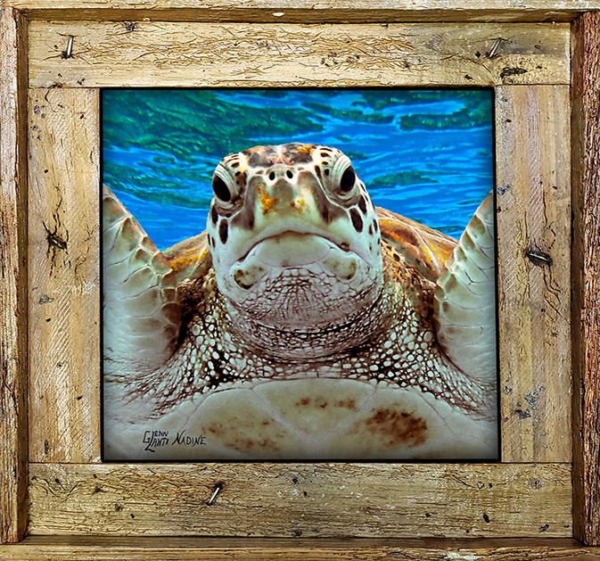 "Turtle At The Surface"