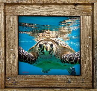 "Turtle Barbados"