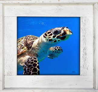 "Turtle Barbados WW"