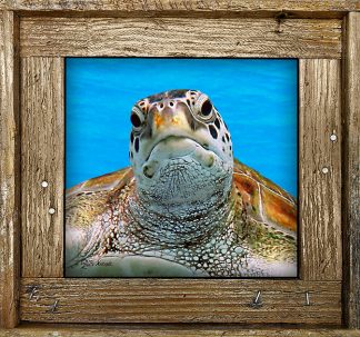 "Turtle Head 2"