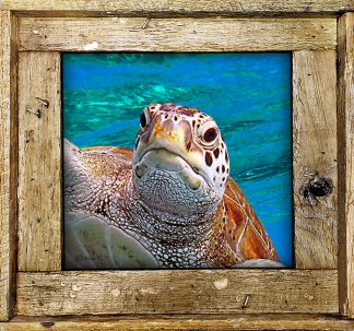 "Turtle Head 3"