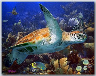 "Turtle In A Coral Garden"