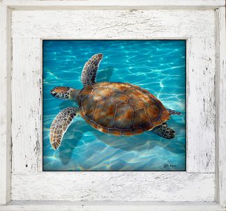 "Turtle In The Shallow"