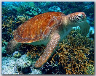 "Turtle Over Straghorn Coral"