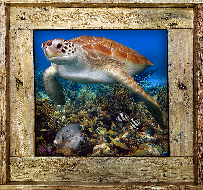 "Turtle Reef"