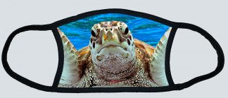 "Turtle Up Close"