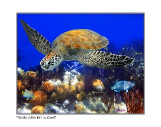 "Turtle With Brain Coral"