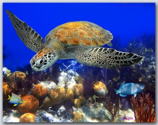 "Turtle With Brain Coral"