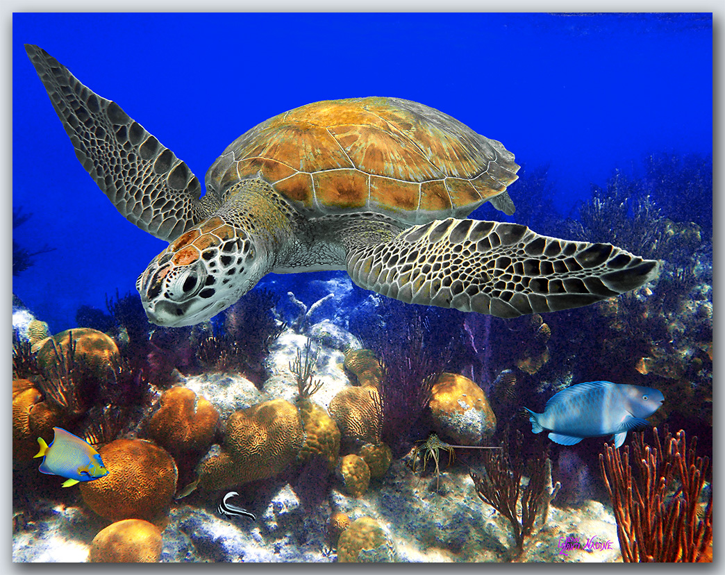 "Turtle With Brain Coral"
