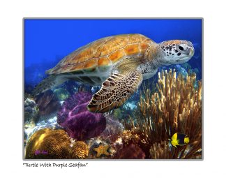 "Turtle With Purple Seafan"