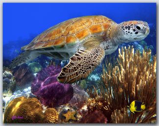 "Turtle With Purple Seafan"