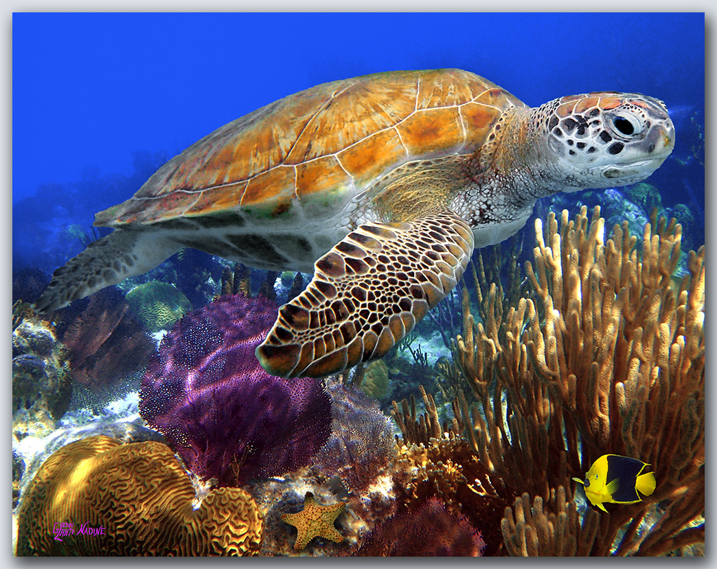 "Turtle With Purple Seafan"