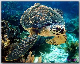 "Turtle 667"