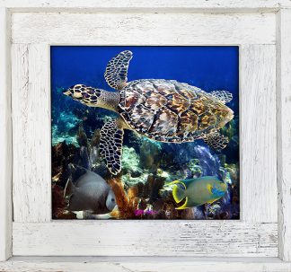 "Turtles And Angels"