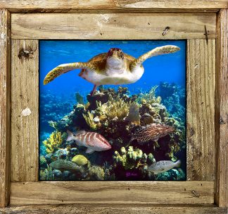 "Turtles With Groupers"