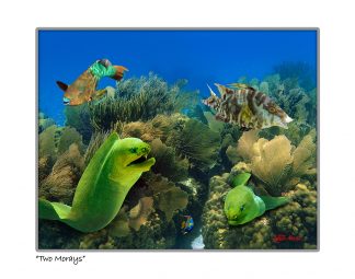 "Two Moray"