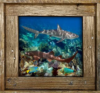 "Two Sharks With Tropical"