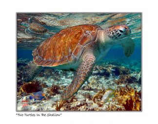 "Two Turtle In The Shallows"