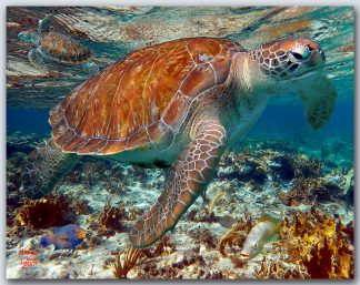 "Two Turtle In The Shallows"