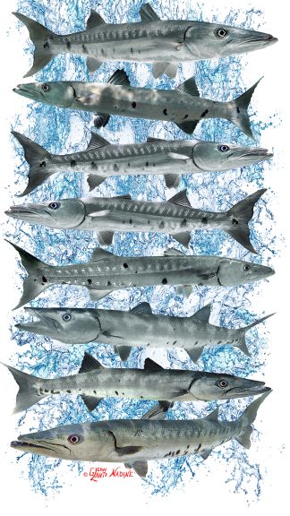 "Barracuda" Buff