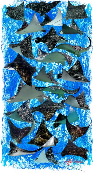"Eagle Ray" Buff