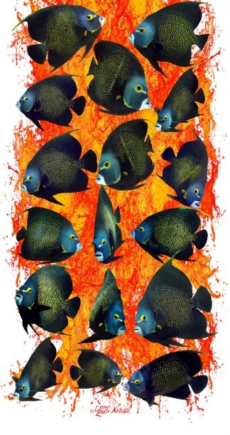 "French Angelfish A La Orange" Buff