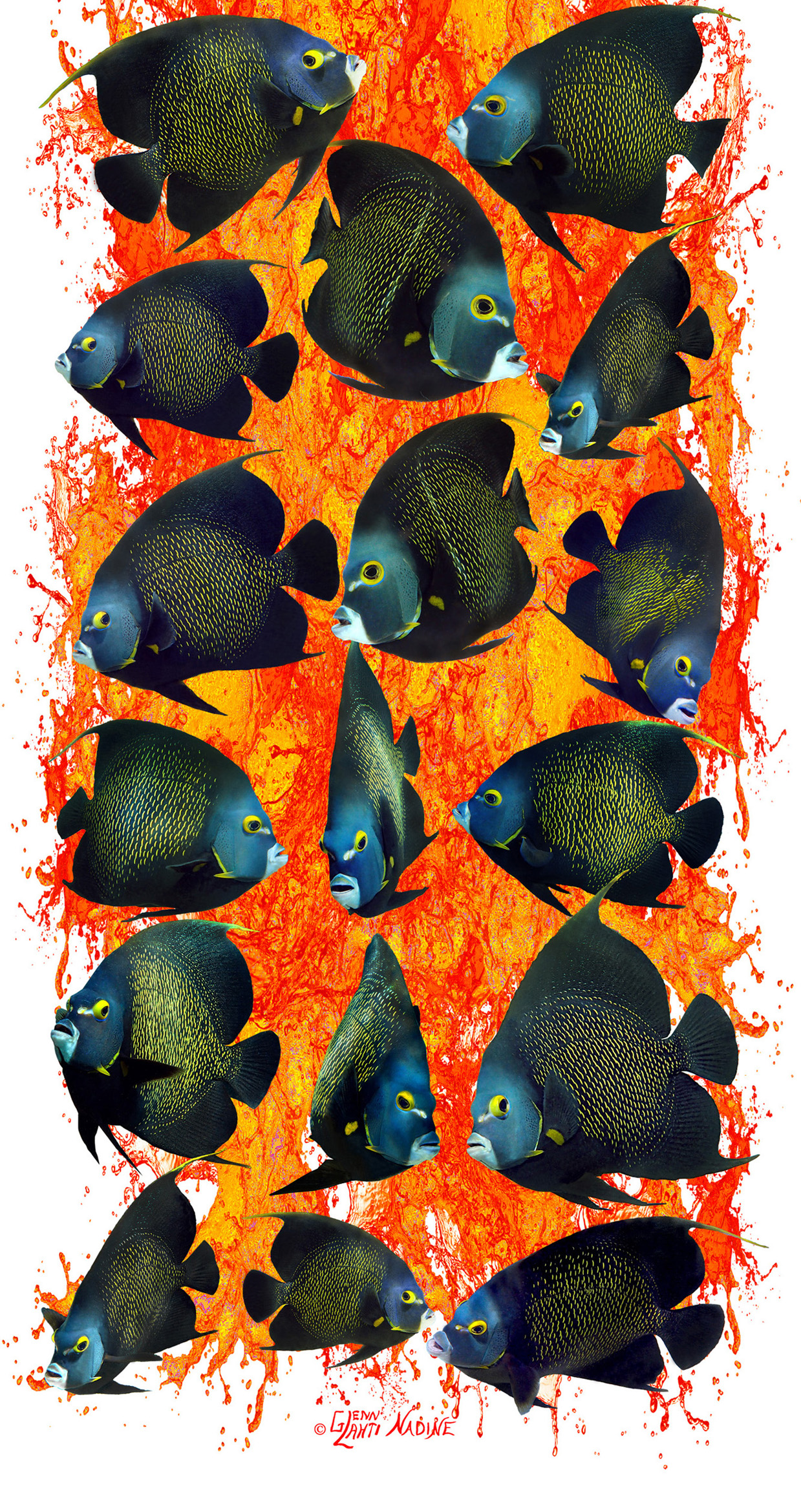"French Angelfish A La Orange" Buff