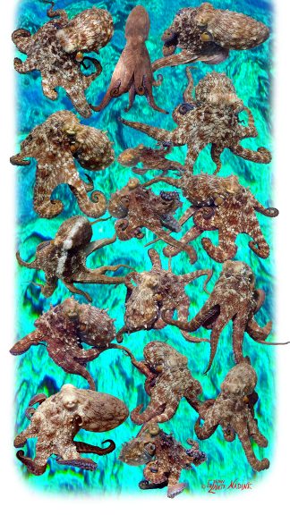 "Large Octopus" Buff