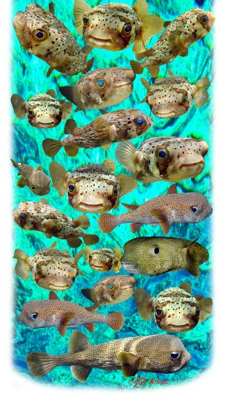 "Large Pufferfish" Buff
