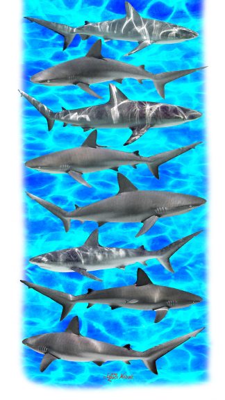 "Large Reef Sharks" Buff