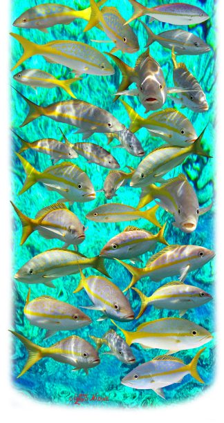 "Large Yellowtail" Buff