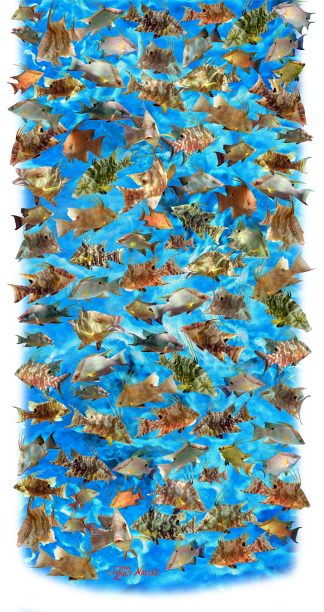 "Hogfish" Buff