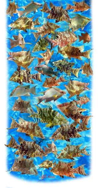"Hogfish" Buff