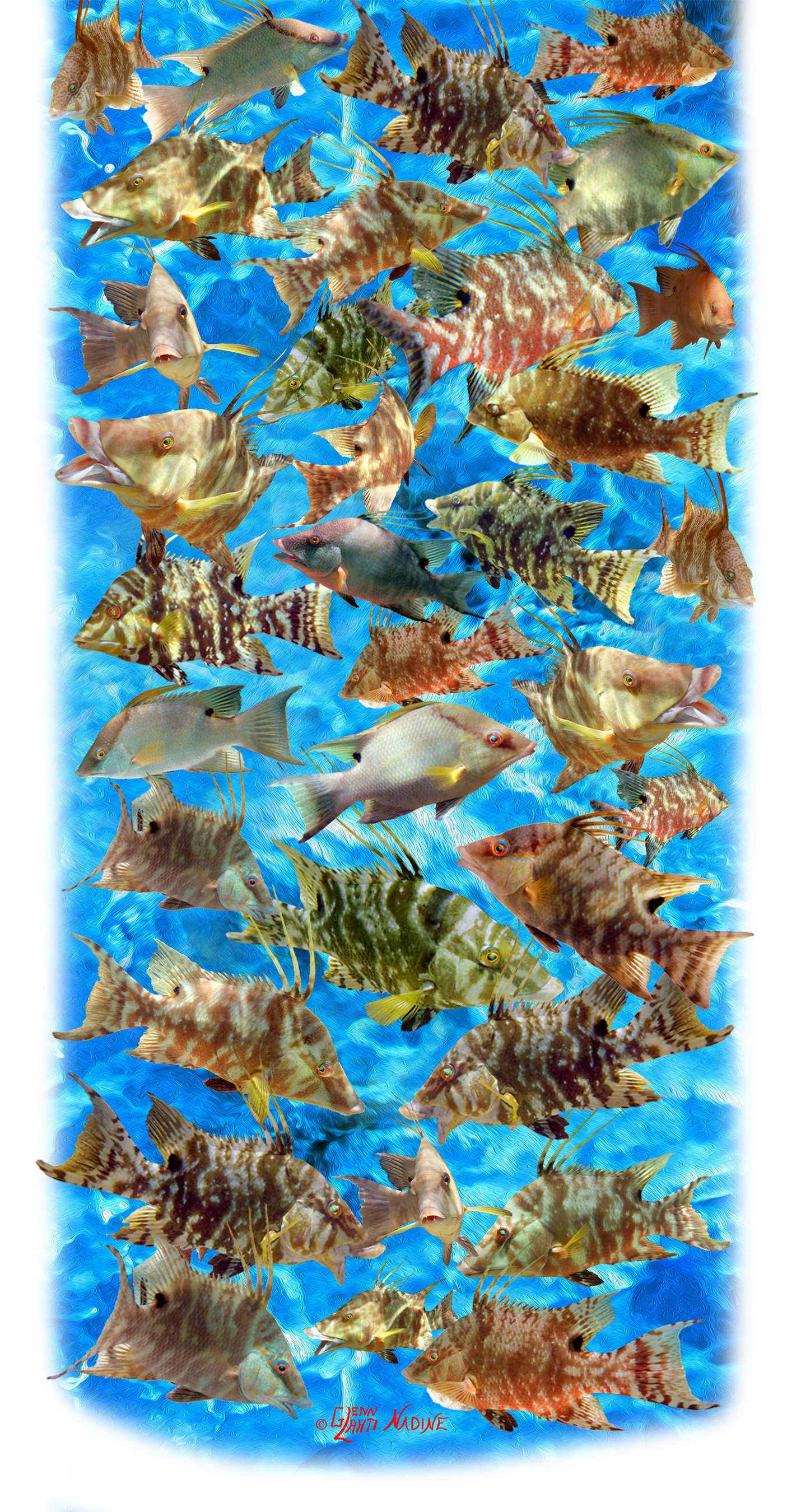"Hogfish" Buff