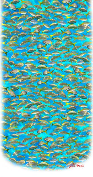 "Yellowtail" Buff