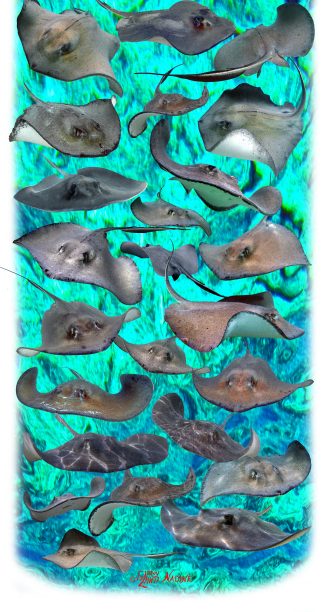 "Stingray" Buff