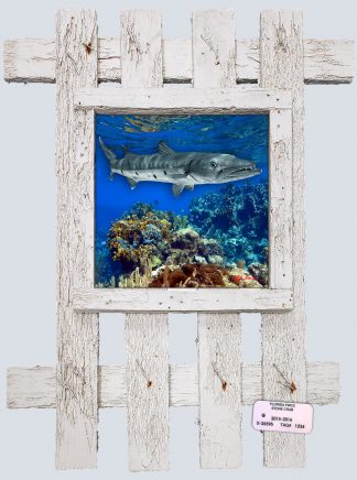"Barracuda"