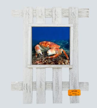 "Bat Crab"