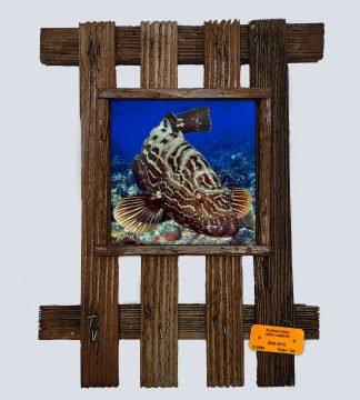 "Black Grouper"