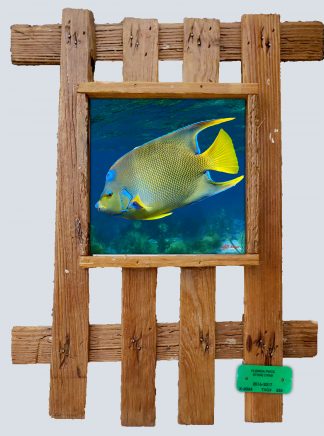 "Blue Angelfish"