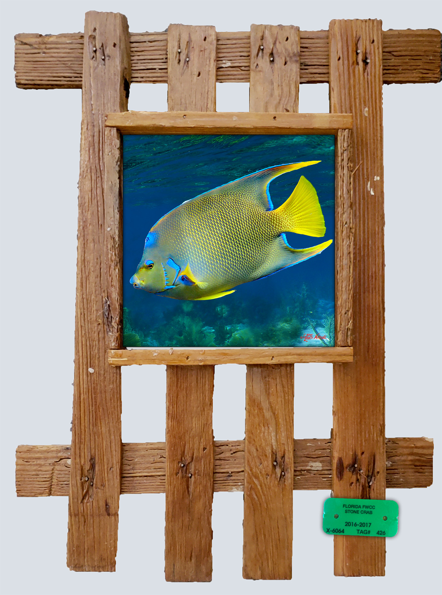 "Blue Angelfish"