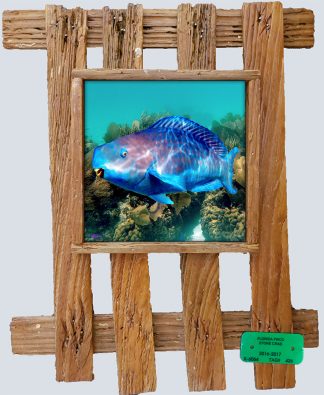 "Blue Blue Parrotfish"
