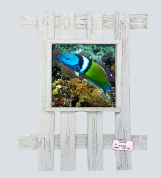 "Blue Headed Wrasse"